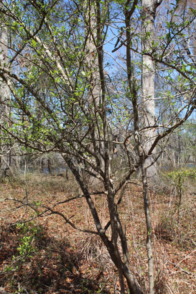 <p>what is the name of the plant pictured here (with red berries)?</p>