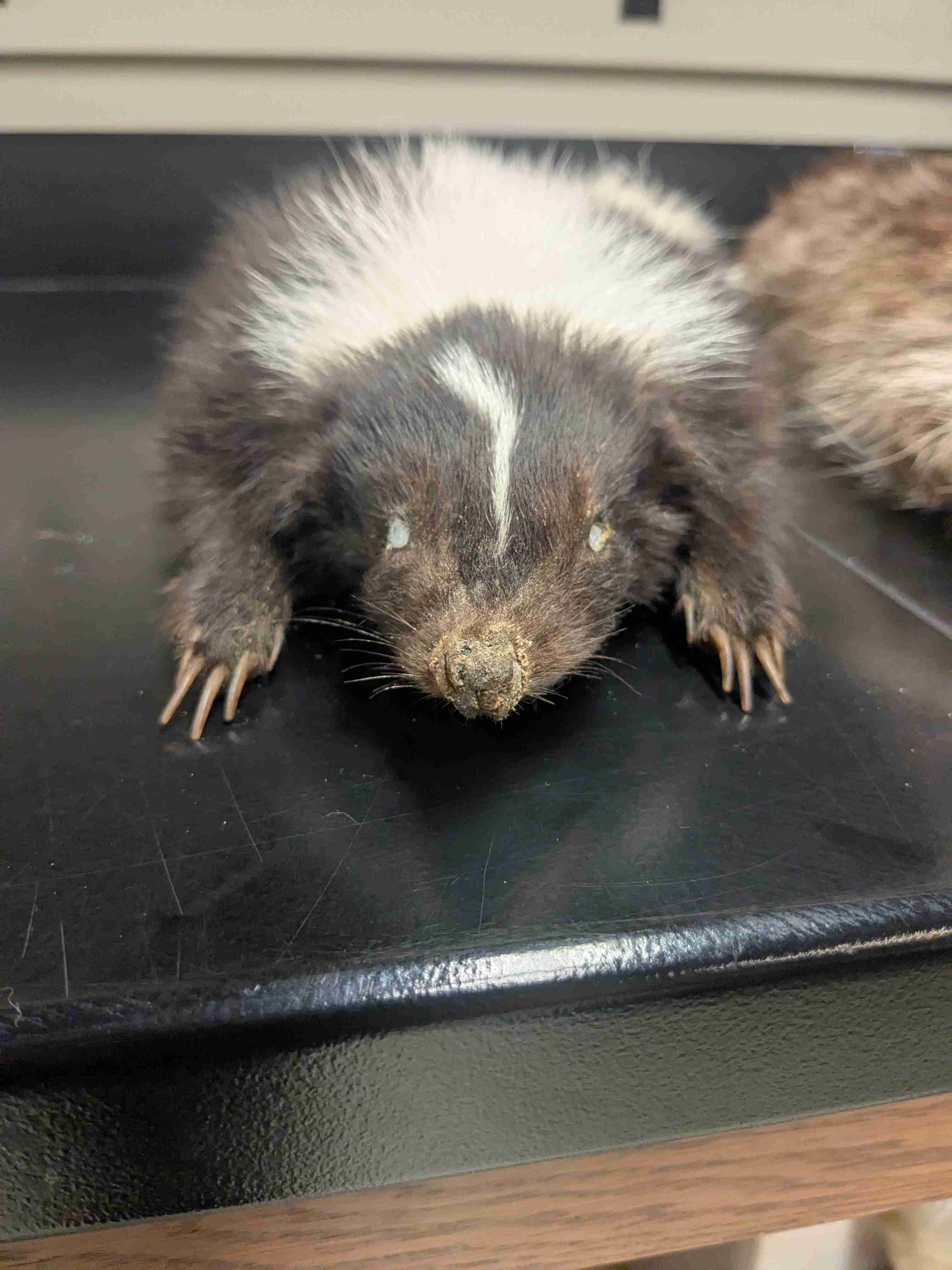 <p>Striped Skunk</p>