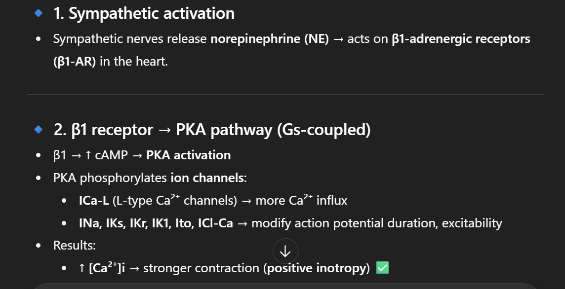 <p>stimulates the PKA pathway</p>
