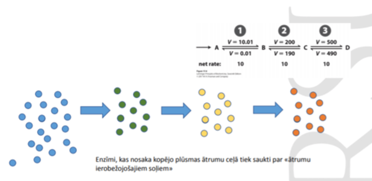 <p>pirmais enzīms, kurš nelielu skaitu substrāta var pārvērst, nosaka reakcijas ātrumu (tas ir ātrumu ierobežojošais solis)</p>