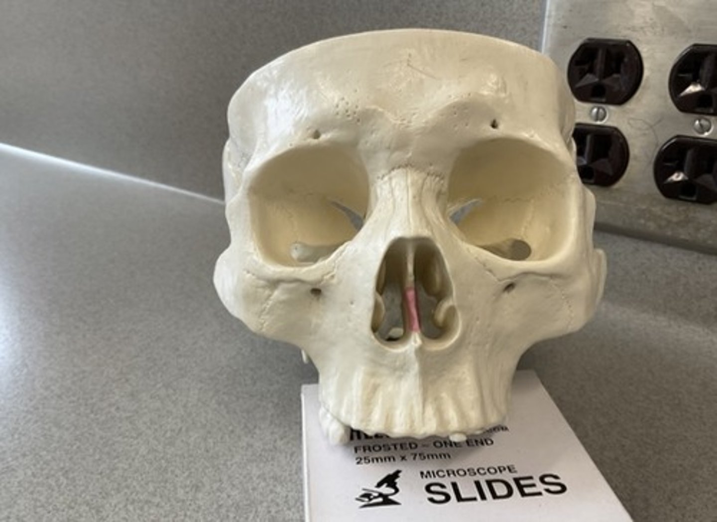 knowt flashcard image