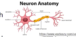 <p>glial cells</p>