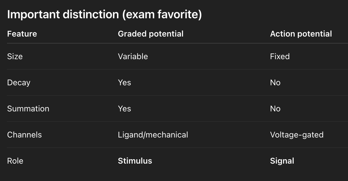 <ul><li><p>Signal reception → <mark data-color="#fdff90" style="background-color: rgb(253, 255, 144); color: inherit;">graded potentials</mark></p><ul><li><p><strong><mark data-color="red" style="background-color: red; color: inherit;">Graded potentials are the </mark><u><mark data-color="red" style="background-color: red; color: inherit;">stimulus</mark></u><mark data-color="red" style="background-color: red; color: inherit;"> that </mark><u><mark data-color="red" style="background-color: red; color: inherit;">triggers action potentials</mark></u><mark data-color="red" style="background-color: red; color: inherit;"> when they summate and depolarize the Vm to -55mV</mark></strong></p></li></ul></li><li><p>Occur in <strong>dendrites</strong> and <strong>somas</strong></p></li><li><p>Caused by <strong>ligand-gated ion channels</strong> (and mechanically gated channels)</p></li><li><p><u>Characteristics</u>:</p><ul><li><p>Vary in magnitude and duration, <span><span>proportional to the strength of the stimulus</span></span></p></li><li><p>Transient, occur locally</p></li><li><p>Short distance signals - can degrade over a large area</p></li><li><p>Can be excitatory or inhibitory</p></li></ul></li><li><p>Graded potentials can ad up at the <strong>axon hillock</strong> (<mark data-color="blue" style="background-color: blue; color: inherit;">spatial summation</mark> - from different synapses, &amp; <mark data-color="green" style="background-color: green; color: inherit;">temporal summation</mark> - same rapid stimulus over time)</p></li></ul><p></p>