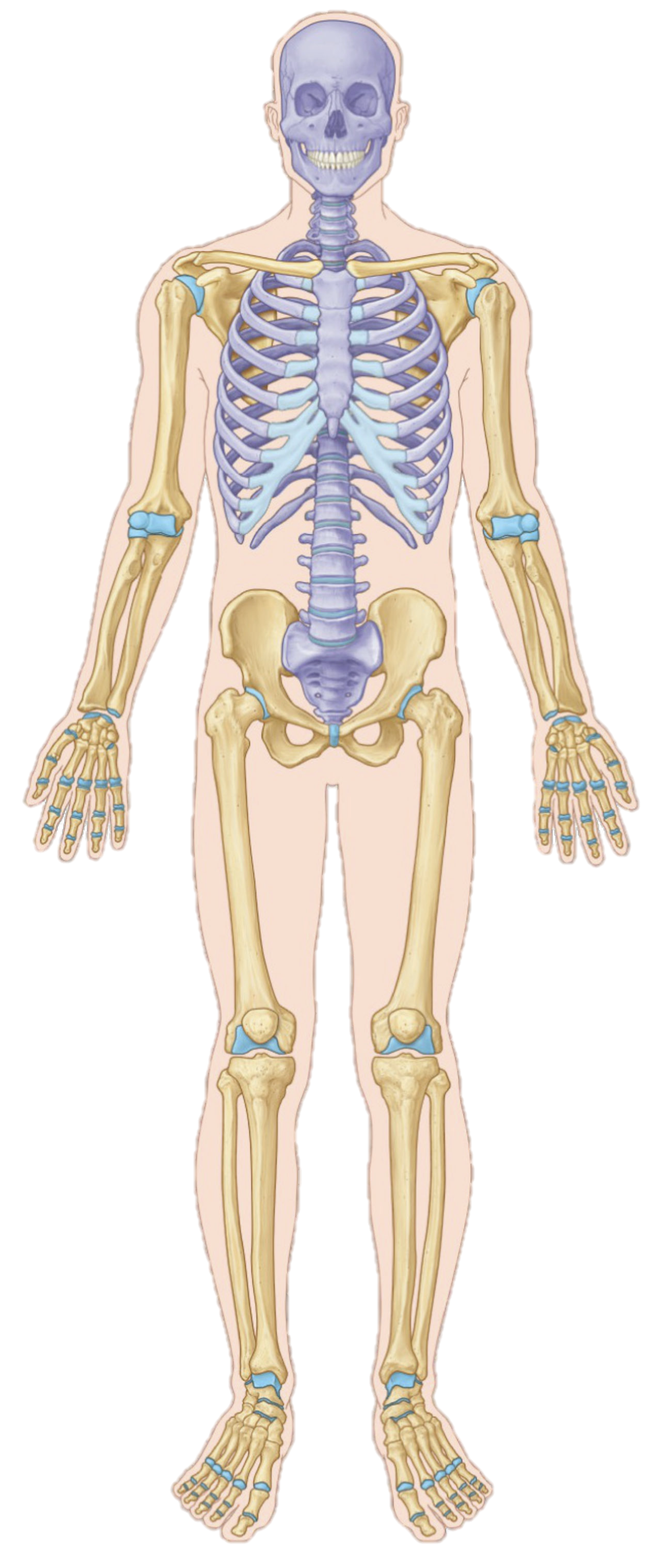<p>if an arrow pointed away from the trunk, what would this position be called</p>