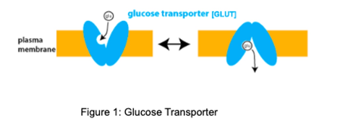 <p>channel proteins which allow glucose to be transported across a cell membrane</p><p>- 11 GLUTs are found in the body</p>