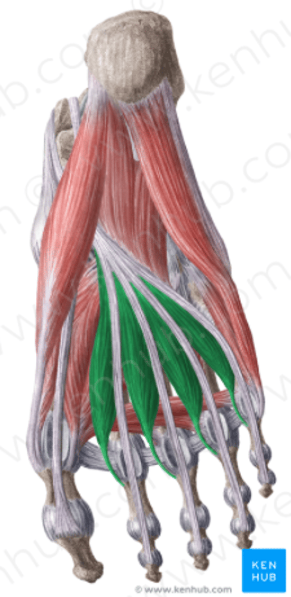 <p>O: op de pezen vd M. flexor digitorum longus</p><p>I: op de mediale zijde vd dorsale strekaponeurose van 2 tot 5</p><p>W:</p><p>- flexie metatarsophalangeaal</p><p>- extensie interphalangeaal 2-5</p><p>(met lichte mediale deviatie door mediale passage vd pezen t.o.v. MTP)</p><p>inn: N. plantaris medialis voor de 2 mediale en N. plantaris lateralis voor de 2 laterale Mm. lumbricales</p>
