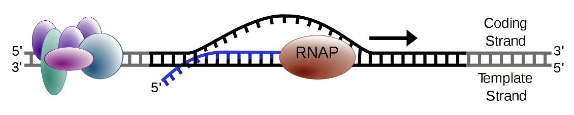 <ul><li><p><span>occurs along the DNA molecule and therefore DNA unwinding must occur</span></p></li><li><p><span>Transcription bubble is approximately 20 base pairs per polymerase molecule</span></p></li><li><p><span>RNA polymerase has “unwindase” activity that opens the DNA helix</span></p></li><li><p><span><strong>Topoisomerases</strong> precede and follow the progressing polymerase to prevent super helical complexes</span></p></li><li><p><span>RNA is elongated in the 5’-3’ direction, therefore DNA is read in the 3’-5’ direction</span></p></li></ul><p></p>