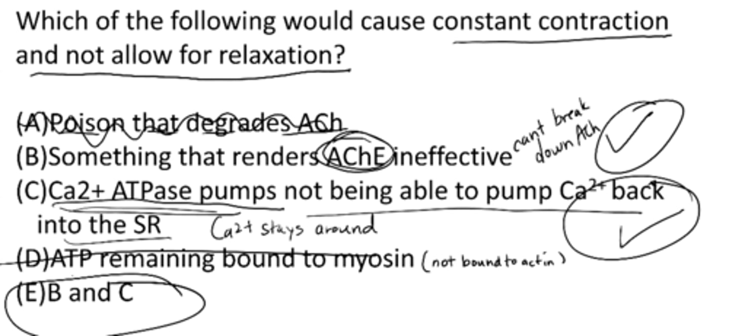 <p>E) B and C</p><p>B) something that renders AChE ineffective </p><p>C) Ca2+ ATPase pumps not being able to pump Ca2+ back into the SR </p>