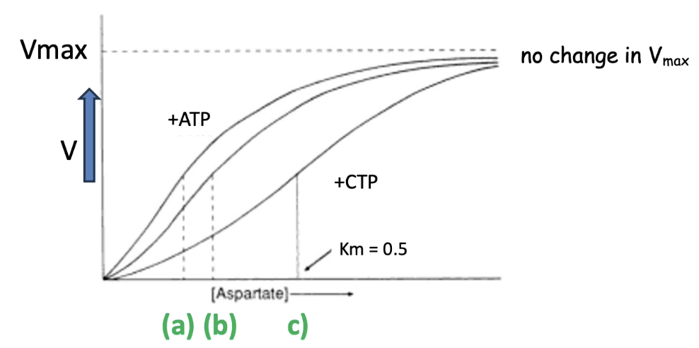 <ul><li><p class=""><strong>Graph interpretation:</strong></p><ul><li><p class="">X-axis: Substrate concentration (aspartate)</p></li><li><p class="">Y-axis: Reaction rate</p></li></ul></li><li><p class=""><strong>Unmodified ATCase</strong>:</p><ul><li><p class="">Middle curve; Km = baseline affinity for aspartate</p></li></ul></li><li><p class=""><strong>ATCase + ATP</strong>:</p><ul><li><p class="">Top curve</p></li><li><p class=""><strong>Lower Km</strong> = <strong>higher affinity</strong> for aspartate</p></li></ul></li><li><p class=""><strong>ATCase + CTP</strong>:</p><ul><li><p class="">Bottom curve</p></li><li><p class=""><strong>Higher Km</strong> = <strong>lower affinity</strong> for aspartate</p></li></ul></li><li><p class=""><strong>Vmax stays the same</strong> for all curves:</p><ul><li><p class="">Number of <strong>catalytic sites doesn't change</strong></p></li><li><p class="">Only <strong>availability</strong> of active sites is altered by allosteric modulators</p></li></ul></li></ul><p></p>