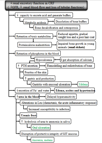 <p><strong>Gradual decline in kidney function</strong>. Prolonged azotemia leads to combination of adaptive metabolic changes + clinical signs known as the uremic syndrome. </p><p><strong>Causes</strong>: toxic effect of retained products normally excreted by kidneys (urea), normal products - hormones but not present in increased amounts, loss of normal products (erythropoietin).</p><ul><li><p><strong>Loss of nephron mass</strong> → decreased renal biosynthetic capacity and renal excretory function.</p></li></ul><p><strong>Consequences</strong>: </p><p><span style="color: blue">Decreased renal excretory function:</span></p><ul><li><p><strong>Buildup of waste products</strong> → toxic metabolites → reduced appetite, weight loss, poor hair coat, protein-calorie malnutrition.</p></li></ul><ul><li><p><strong>Bone problems:</strong> not being able to excrete acid + generate buffers → metabolic acidosis → bone decalcification, osteoporosis.</p></li><li><p><strong>P builds up</strong> → low Ca + increased PTH</p></li><li><p><strong>Fluid imbalance:</strong> reduced excretion of sodium + water → edema, ascites, hypertension</p></li><li><p>increased urea in blood, changes in WBC, oral unceration, melena. </p></li></ul><p><span style="color: blue">Decreased renal biosynthetic capacity:</span></p><ul><li><p>hormone regulation issues: impaired degradation of insulin in kidneys</p></li><li><p>Ca + bone: reduced production of vitamin D3 → decreased absorption of calcium → hypocalcemia</p></li><li><p>secondary hyperparathyroidism - as the body tries to fix the low levels of ca by PTH </p></li><li><p>anemia - reduced erythropoietin, uremic toxins + RBC damage, platelets defects, phosphate imbalance.</p></li></ul><p></p>