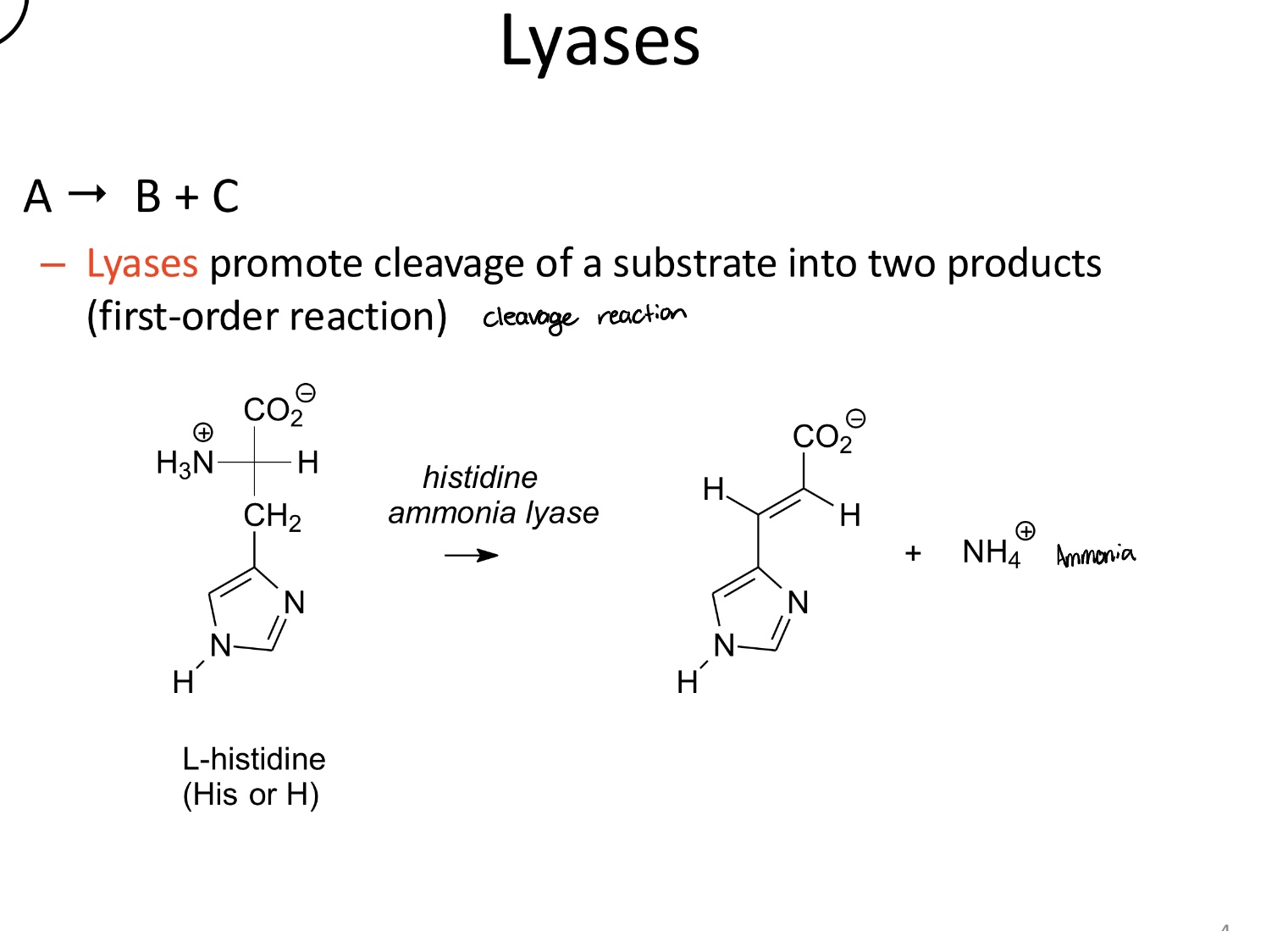 <p>Facilitate the cleavage of a substrate into two products without the addition of water or redox change</p><ul><li><p>A→ B+C (first-order)</p></li></ul><p></p>