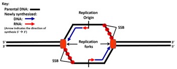<p><span style="font-family: Calibri, sans-serif">Protect DNA</span></p><p><span style="font-family: Calibri, sans-serif">Stops from reforming double-stranded DNA</span></p>