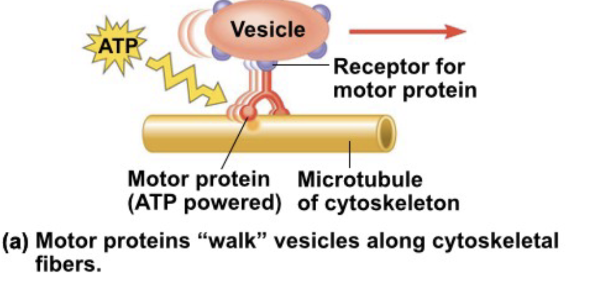.The cytoskeleton is a network of fibers extending throughout the cytoplasm \n .It organizes the cell’s structures and activities, anchoring many organelles \n .It is composed of three types of molecular structures or fibers \n 1. Microtubules are the thickest of the three components of the cytoskeleton \n 2.Microfilaments, also called actin filaments, are the thinnest components \n 3. Intermediate filaments are fibers with diameters in a middle range

.The cytoskeleton helps to support the cell and maintain its shape \n .It interacts with motor proteins to produce motility \n .Inside the cell, vesicles and some organelles can travel along tracks provided by the cytoskeleton Motor proteins moving a vesicle