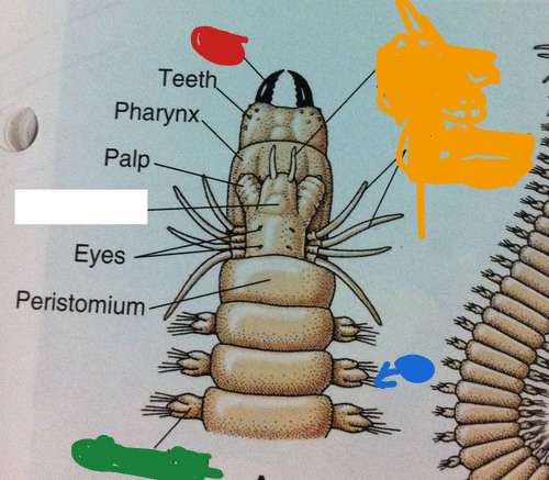 <p>What is the blue part of this Nereis (sandworm)?</p>
