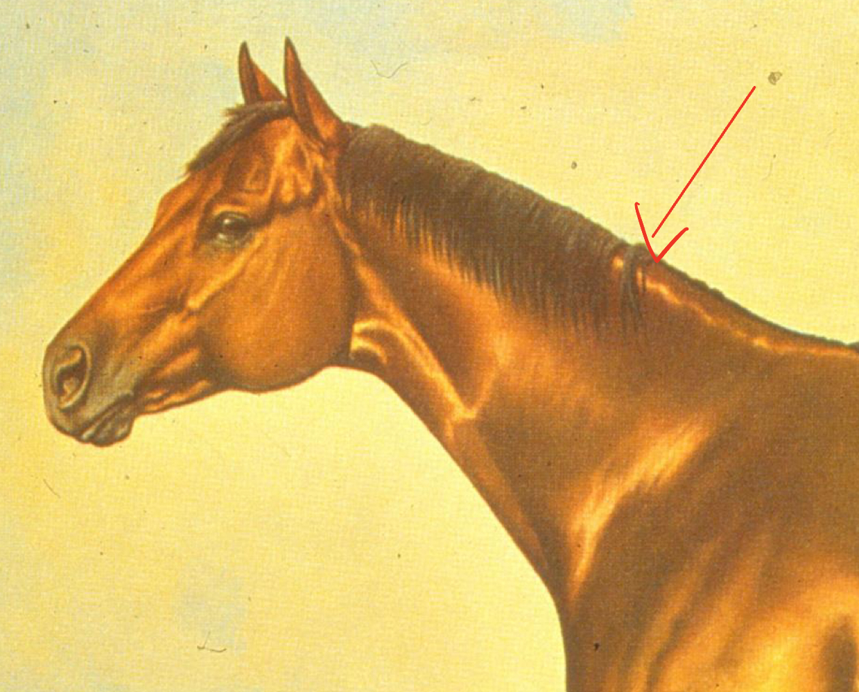 <p>what structure is the arrow pointing to</p>