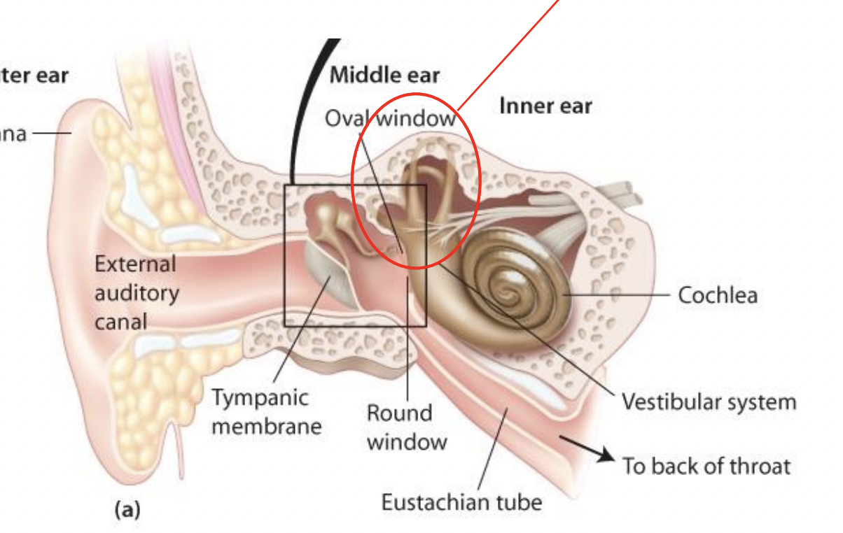 <p>vestibular system</p>