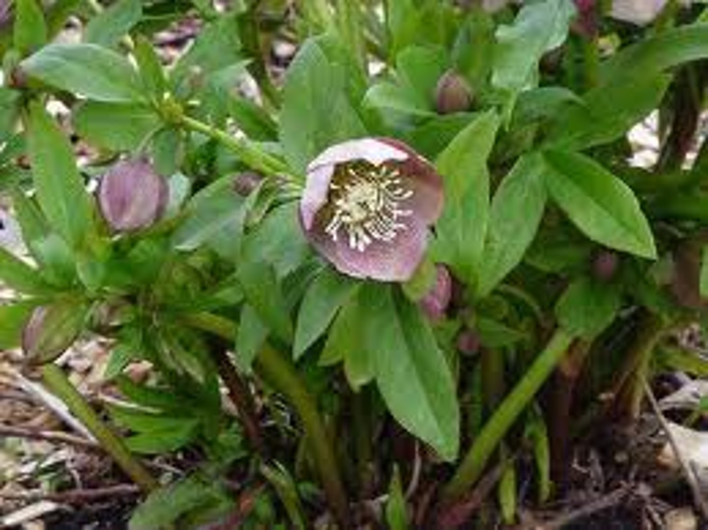 <p>Christmas Rose</p>