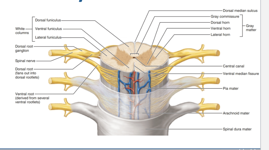 <ul><li><p><strong>Gray Matter (H-shaped in center):</strong></p><ul><li><p><strong>Dorsal horn →</strong> sensory input</p></li><li><p><strong>Ventral horn →</strong> motor output</p></li><li><p><strong>Lateral horn → </strong>autonomic (only in thoracic &amp; upper lumbar levels)</p></li></ul></li><li><p><strong>White Matter (outer area):</strong></p><ul><li><p><strong>Organized into funiculi (columns):</strong></p></li><li><p>Dorsal funiculus</p></li><li><p>Lateral funiculus</p></li><li><p>Ventral funiculus</p></li></ul></li></ul><p></p>