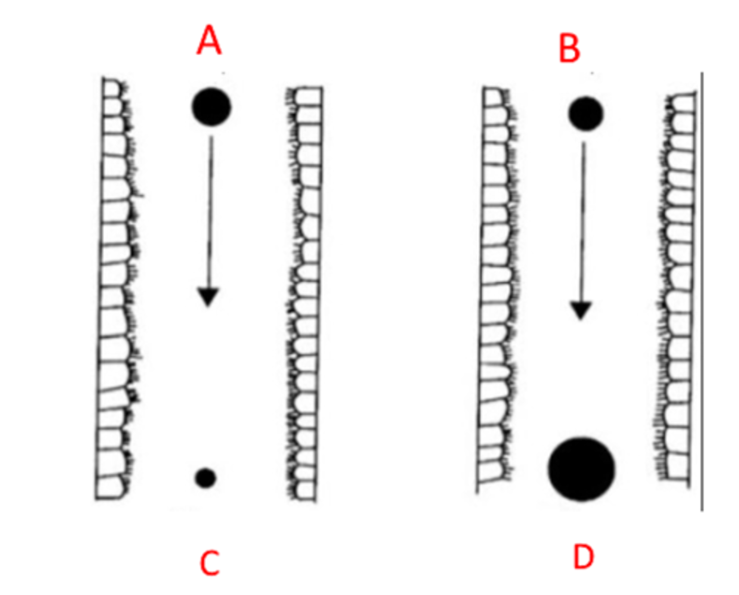 <p>A = hypotonic</p><p></p><p>B = hypertonic</p><p></p><p>C and D = isotonic</p><p></p><p><em>explanation: it is better to use hypertonic particles when wanted to go deeper in the longs as the droplet will not grow and potentially deposit earlier</em></p>