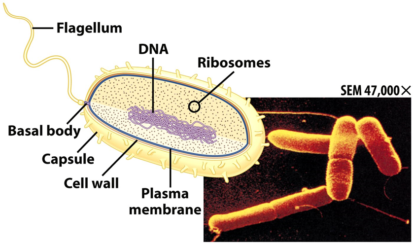 **PROKARYOTES**