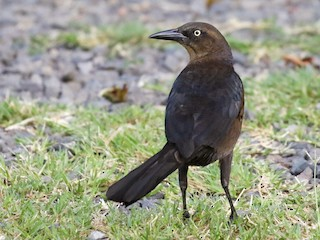 <p><em>Great-tailed </em>Grackle</p><p>(<span data-name="female" data-type="emoji">♀</span> pictured here)</p>