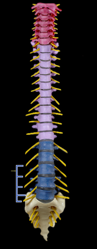 <p>Ventral rami of lumbar spinal nn.</p>