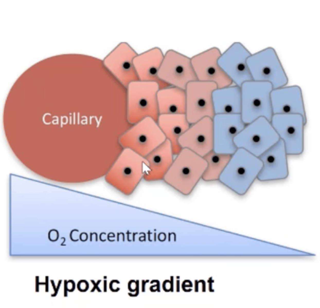 <p>- Dynamic as can exhibit an oxygen gradient.</p><p>- Some regions can be well-oxygenated (normoxic) and others are poorly oxygenated (hypoxic).</p><p>- Hypoxic regions can make cells dormant and form layers in a tumour microenvironment.</p>