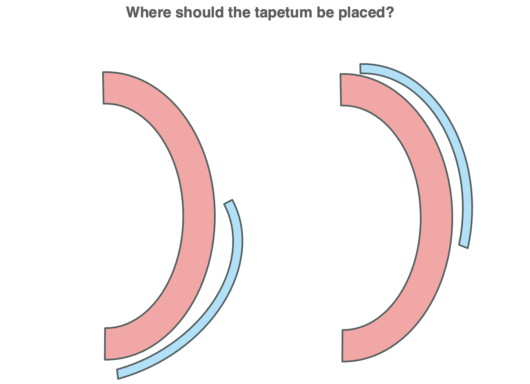 <p>Where should the tapetum be placed? </p>