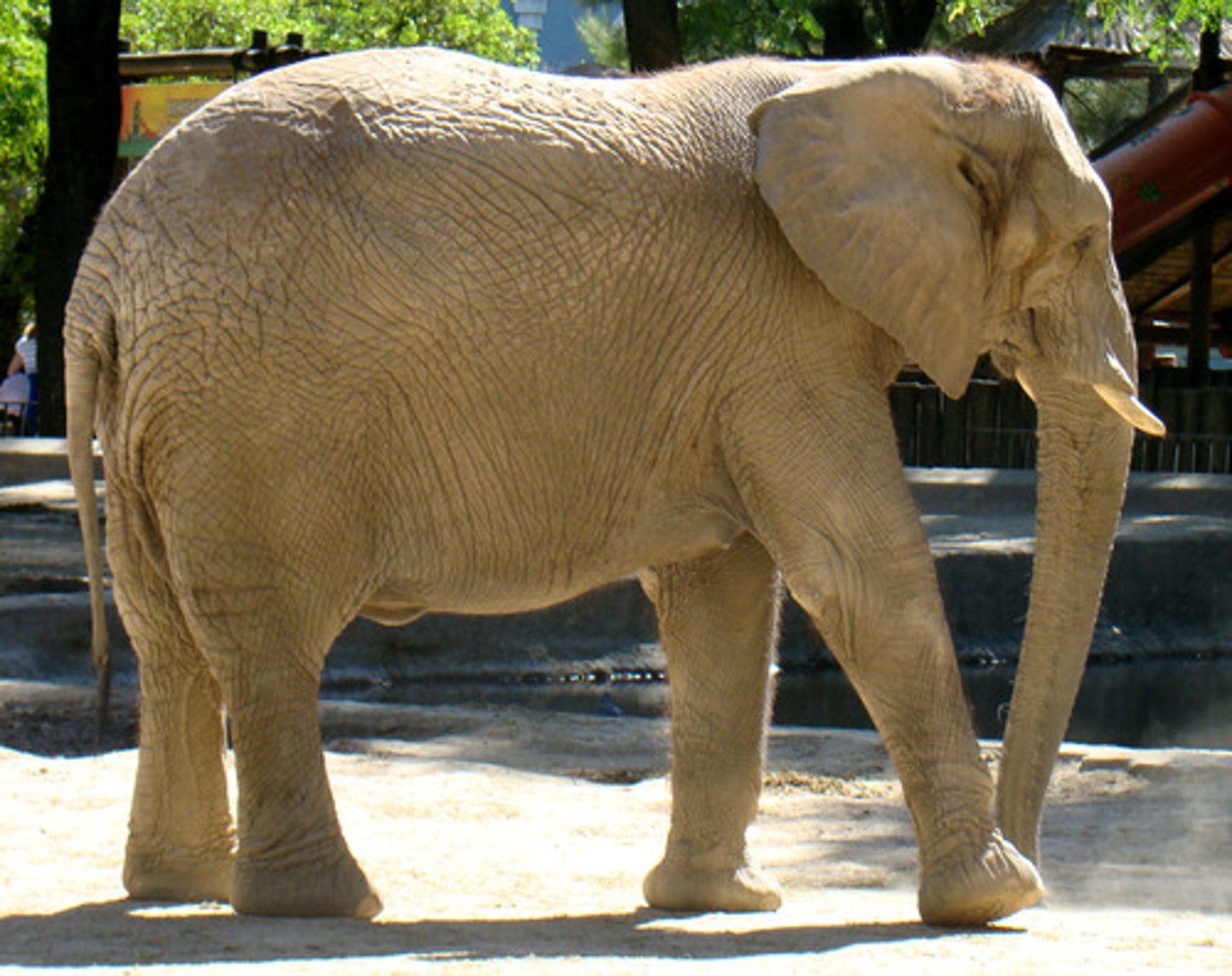 <p>elephant</p>