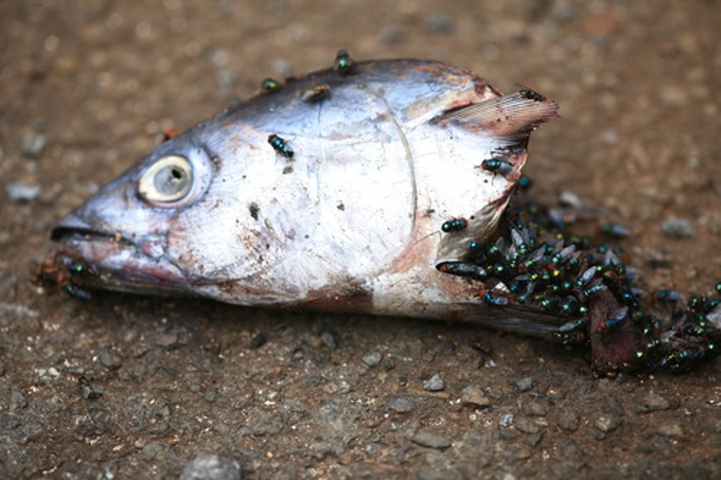 <p>the state or process of rotting. decomposition is responsible for recycling matter back into the environment.</p>