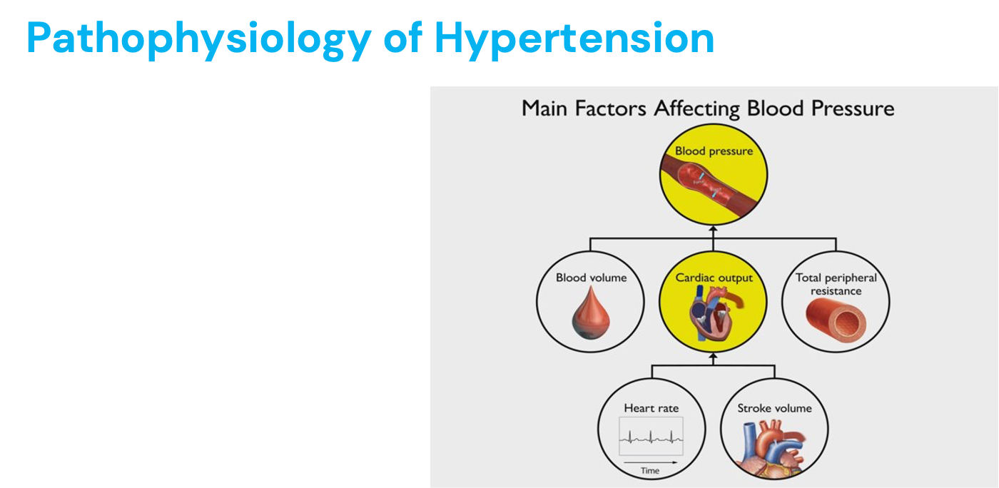 <ul><li><p>Diagnosed over a series of office visits and/or with continuous blood pressure monitoring </p></li><li><p>Increased risk for</p><ul><li><p>Cardiovascular disorders</p></li><li><p>Ischemic heart disease and stroke </p></li><li><p>Peripheral arterial disease</p></li><li><p>Renal disease</p></li><li><p>Heart failure </p></li></ul></li><li><p>Stiffening of arteries with age can cause, as well as sodium retention that occurs with age </p></li></ul><p></p>