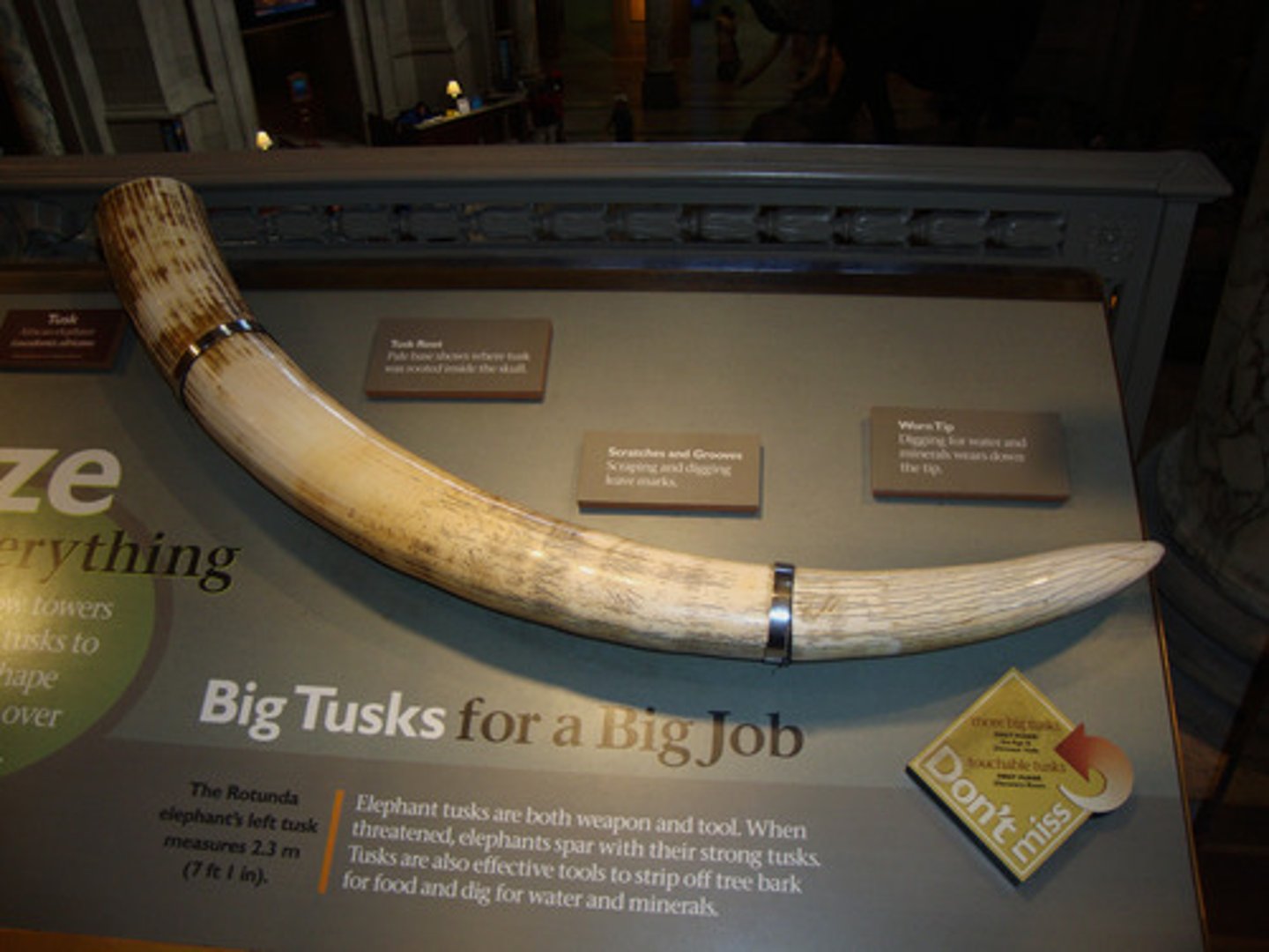 <p>ngà voi (The elephant's tusks are highly valued in some cultures.)</p>
