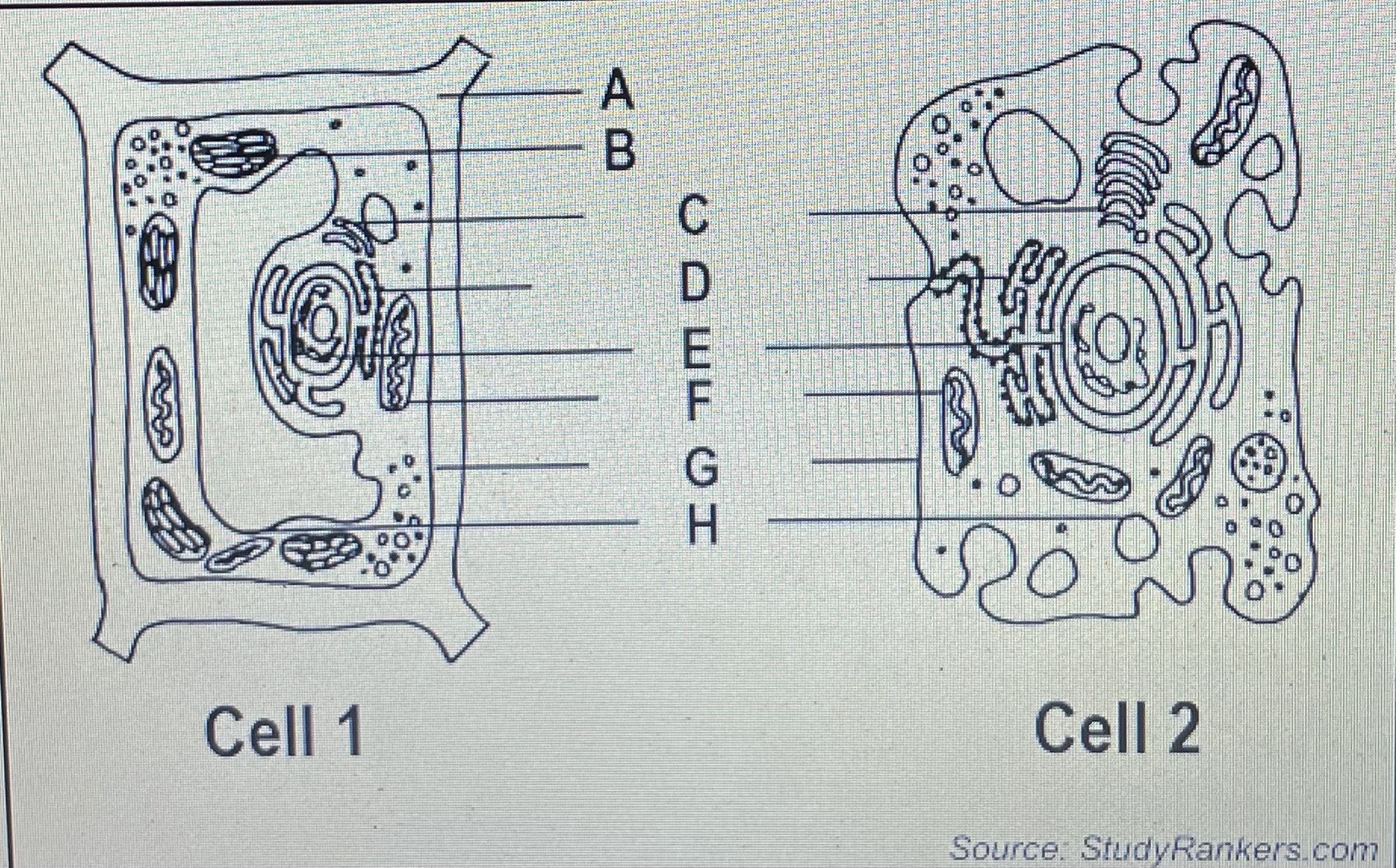 <p>Identify the parts labelled as A and H </p>