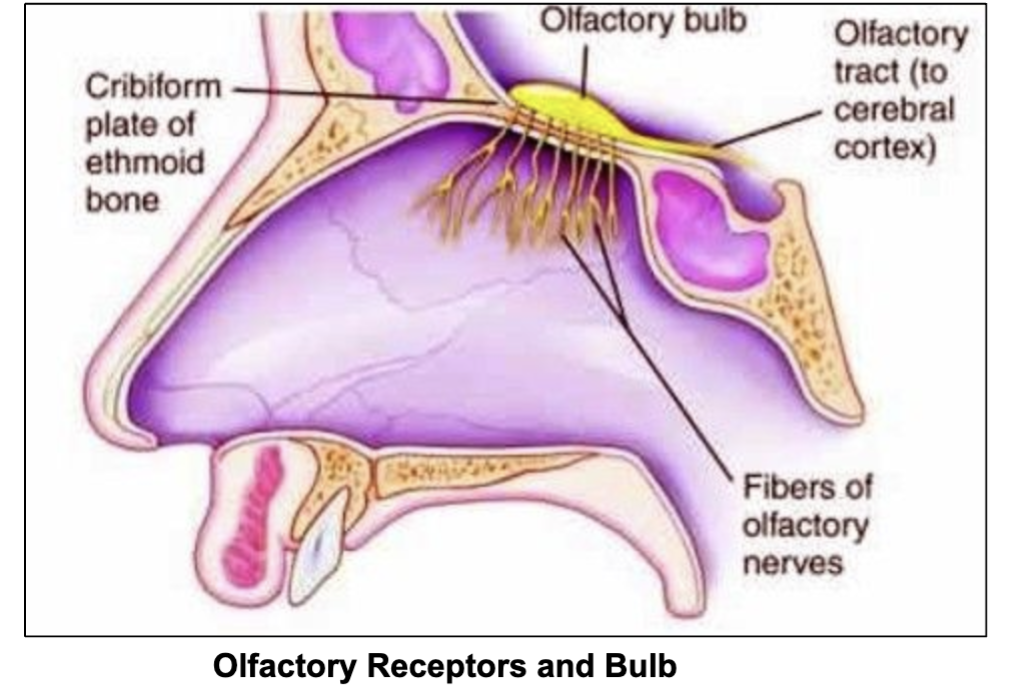 <p>located in the <strong>ethmoid bone</strong></p><p>→ it separates the nasal cavity from the cranial cavity. </p>
