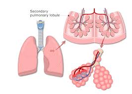 <p>Tiny air sacs in the lungs where gas exchange occurs. </p>