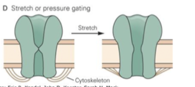 <ul><li><p>opened by mechanical force (e.g. stretch, pressure) applied to the membrane </p></li><li><p>membrane permeability increased in response to physical force </p></li><li><p>Important for touch, hearing, balance, bodily functions </p></li></ul><p></p>