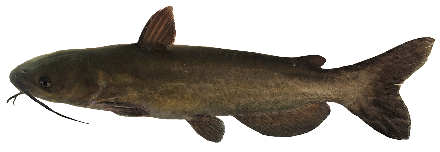 <p>Ictaluridae;</p><p>Channel Catfish;</p><p>Ictalurus punctatus</p>