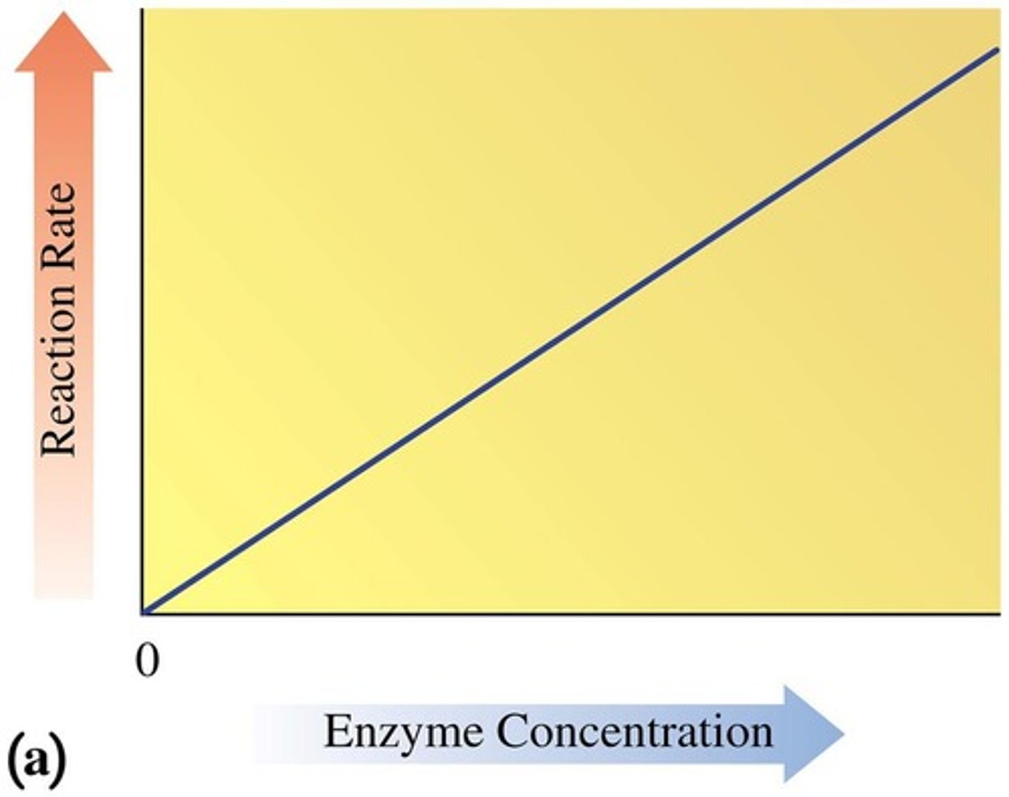 <p>It increases the reaction rate by providing more sites for substrate binding.</p>