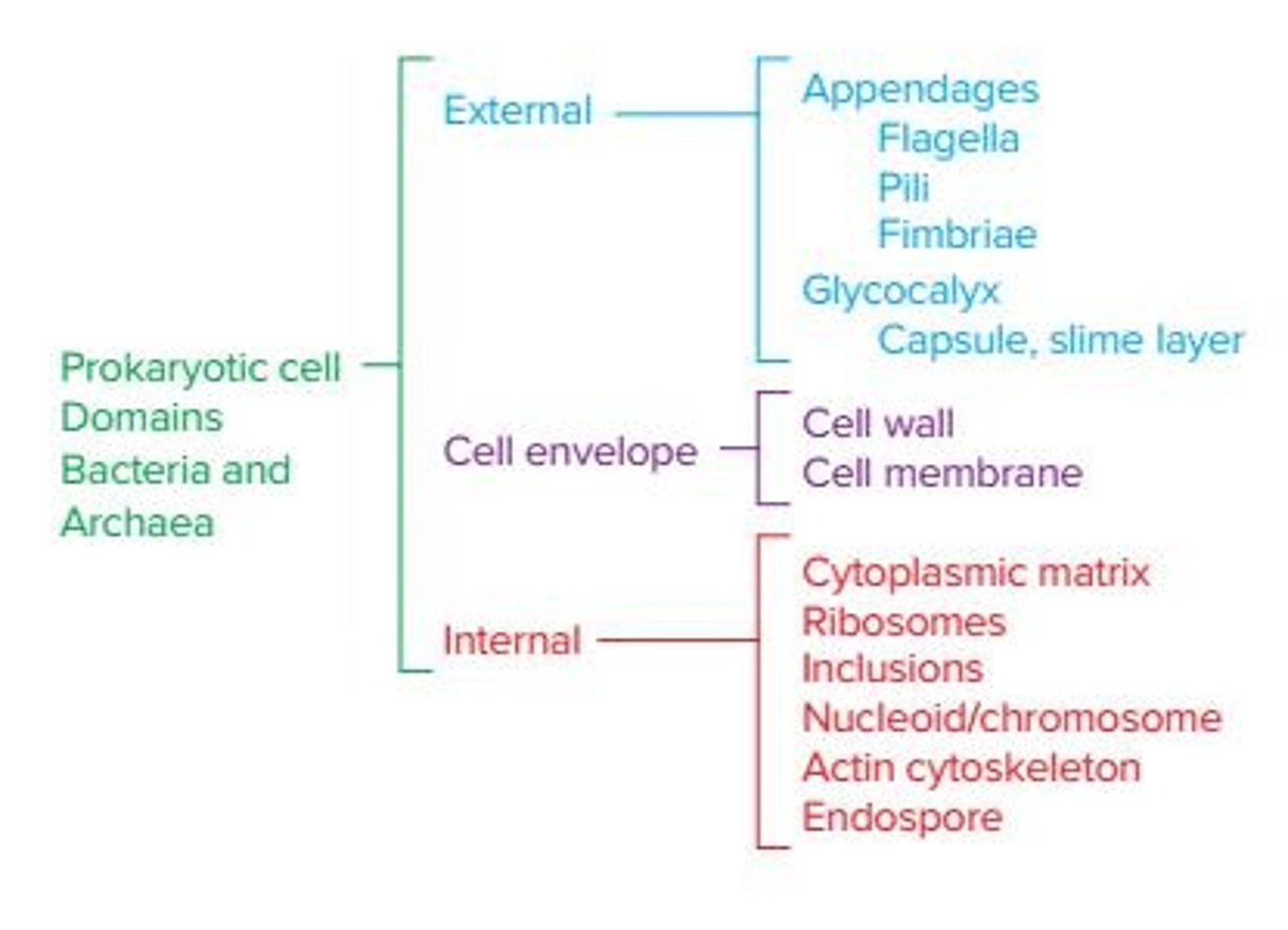 <p>Prokaryotes do not have a nucleus; their genetic material is located in a single, circular chromosome within a nucleoid region.</p>