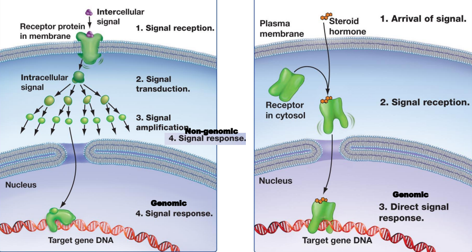 <p>Signal Reception:</p><p>Receptor Location:</p><ol><li><p>___ receptors usually involve ___ messaging with signal ___</p><ul><li><p>For ___ chemical signals</p></li></ul></li><li><p>___ receptors usually have a ___ signal response</p><ul><li><p>For ___ chemical signals</p></li></ul></li></ol><p></p>