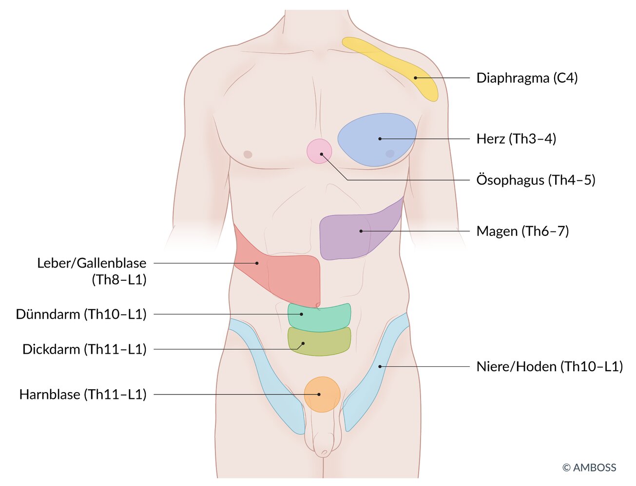 <p>B. Convergence</p>