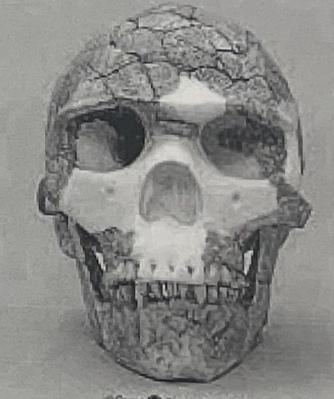 <p>Genus &amp; species</p>