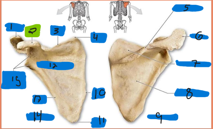 <p>what is the view of the bone on the left</p>