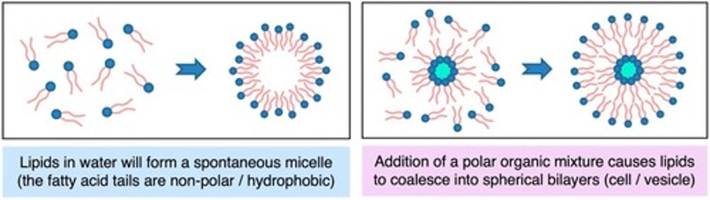 <p>Spherical arrangement of phospholipids in water.</p>