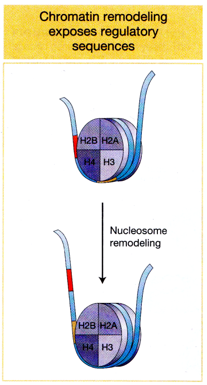 <p>Gene expression can be regulated by having promoters locked in nucleosomes</p><p><strong><u>Chromatin remodeling:</u></strong> </p><ul><li><p>nucleosomes would need to be moved around to free up the promoter region.&nbsp;</p></li><li><p>changing where the nucleosomes are</p></li><li><p>how tightly compacted the DNA is around the nucleosomes</p></li><li><p>can increase or decrease compaction (make genes less expressed or more expressed)</p></li></ul><div data-type="horizontalRule"><hr></div><ul><li><p>when chromatin is condensed, DNA normally wrapped around histones in a way that promoter region tightly associates with histone proteins.&nbsp;So general transcription factors and RNA polymerase II would not be able to bind to this site</p></li></ul><div data-type="horizontalRule"><hr></div><p>What are some ways eukaryotic cells can change chromatin structure?</p><ul><li><p>roll the entire nucleosome along DNA so promoter region becomes exposed</p></li></ul><p></p>