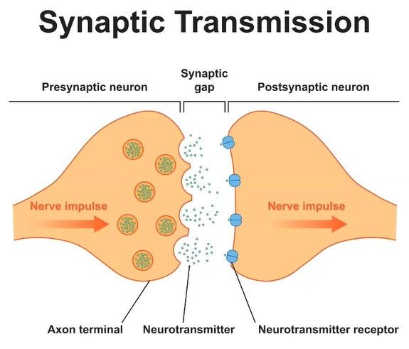 Synaptic Transmission