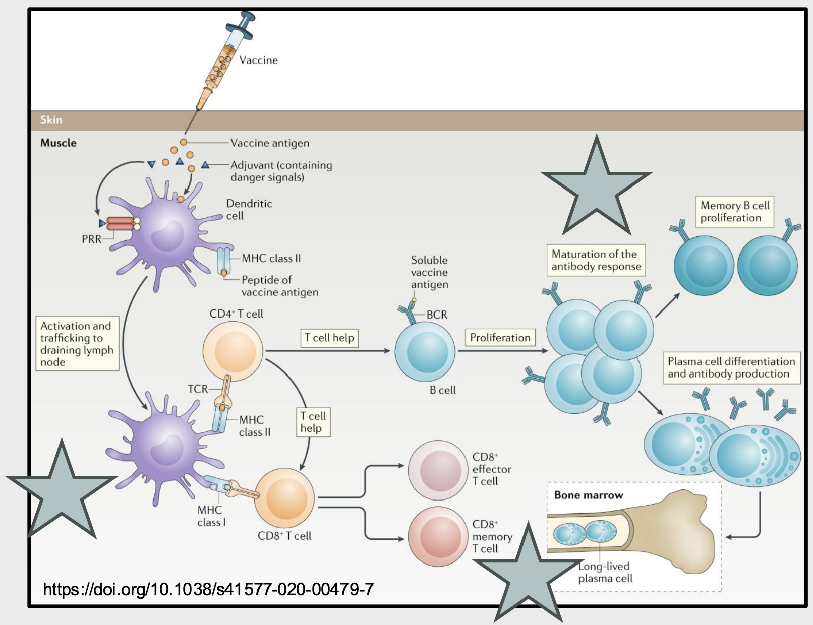 <ul><li><p>MHC class I: activates CD8+ T cell, leading to CD8+ effector and memory T cells</p></li><li><p>MHC class II: activate CD4+ T cell which provides helper signals to B cells that encounter their soluble antigen → B cells proliferate and Ab response matures → memory B cell proliferation or plasma cell differentiation and antibody production</p></li></ul><p></p>