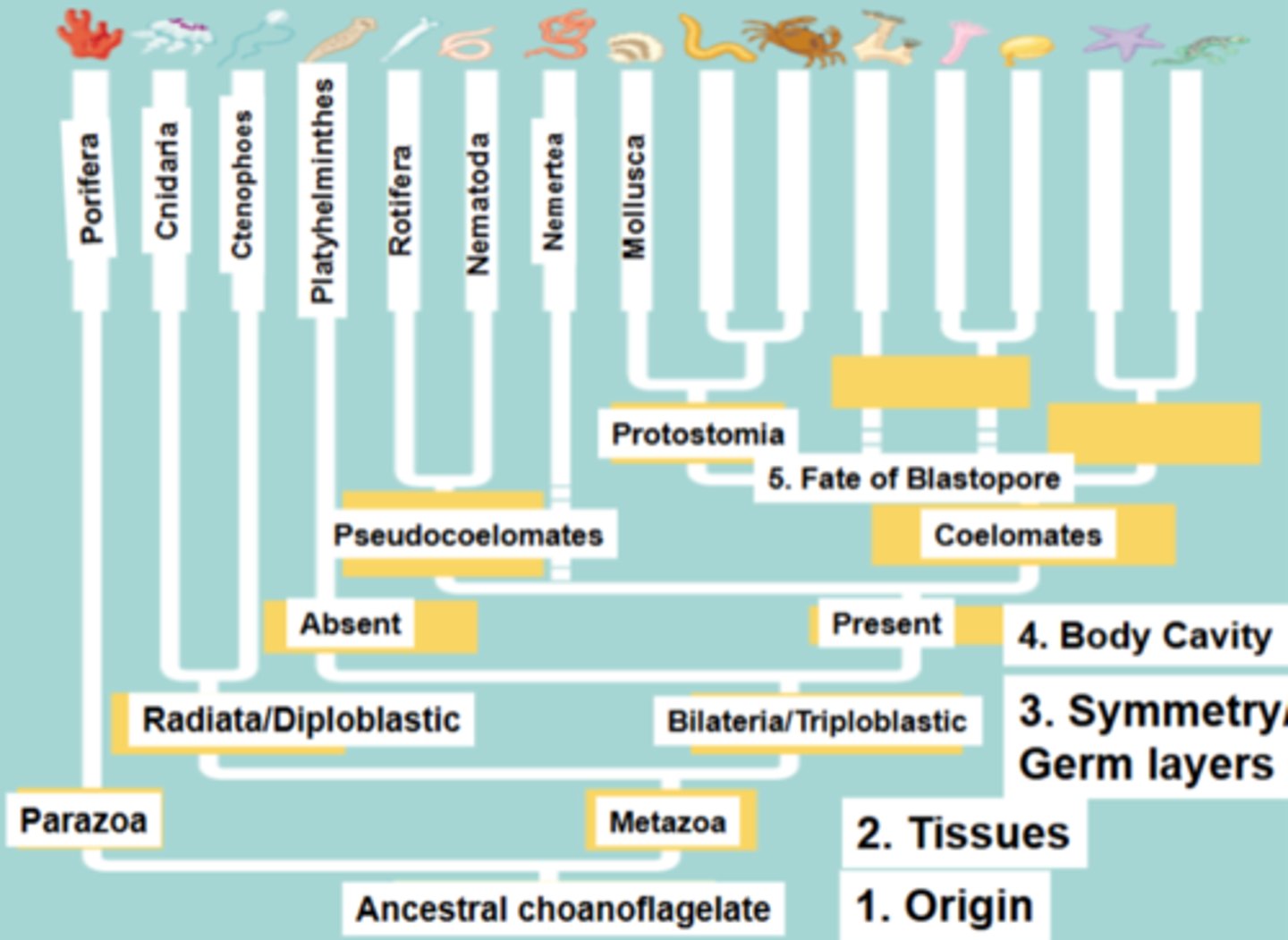 <p>Defining characteristics:</p><p>Origin:</p><p>-Ancestral choanoflagelate</p><p>Tissues:</p><p>-Parazoa</p><p>-Eumetazoa</p><p>Symmetry/Germ Layers:</p><p>-Radiata/Diploblastic</p><p>-Bilateria/Triploblastic</p><p>Body Cavity:</p><p>-Absent body cavity</p><p>-Present body cavity</p><p>Coelom?:</p><p>-Pseudocoelomates</p><p>-Coelomates</p><p>Fate of Blastopore:</p><p>-Prosotomia</p><p>Phyla:</p><p>-Placozoa (NOT LISTED ON THE PHOTO)</p><p>-Porifera</p><p>-Cnidaria</p><p>-Ctenophores</p><p>-Platyhelminthes</p><p>-Rotifera</p><p>-Nematoda</p><p>-Nemertea</p><p>-Mollusca</p>