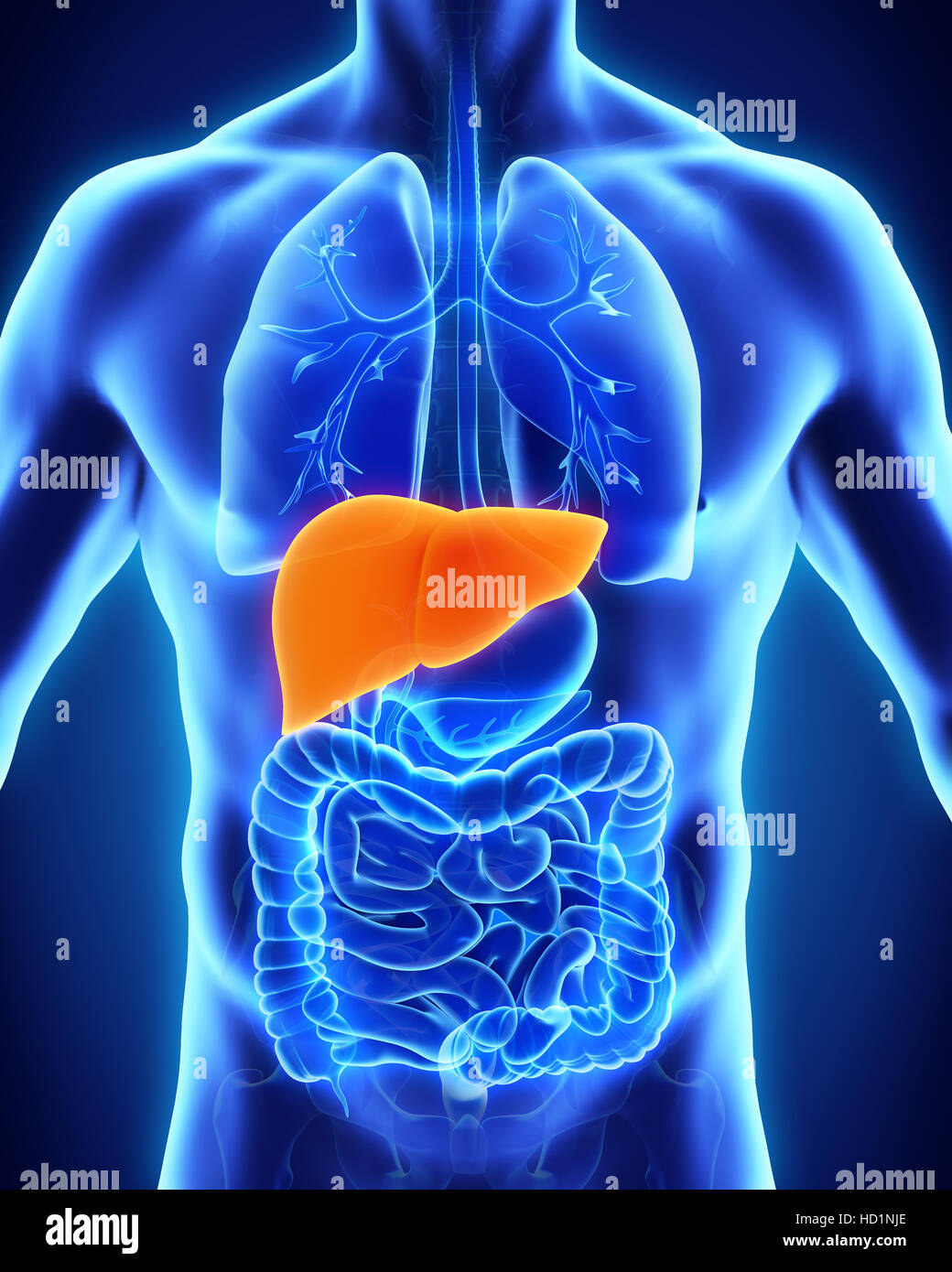<p><strong>LIVER</strong></p>