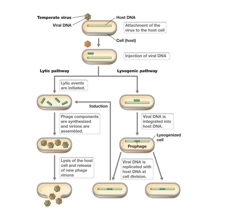 <p>– in lysogeny, genome is either integrated into bacterial chromosome forming <strong>prophage </strong>(viral DNA)</p><p>– Inactivation of repressor induces <strong>lytic stage (induction)</strong></p><p>                <span data-name="black_small_square" data-type="emoji">▪</span> Viral DNA excised; phage early, middle, and late   proteins produced; virions produced and host lyses</p><p><strong>– Cell stress (e.g., DNA damage) induces lytic pathway.</strong></p><p></p><p><strong>*Induction is the switch to lytic</strong></p>